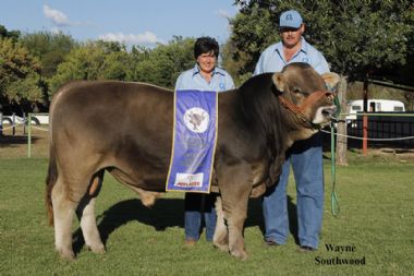 L 4773 - MEBA 1331 Zues, Bulkalf en reserwe groot kampioen Braunvieh bul en interras kalf kampioen, Ian en Ansie Botes Braun Kristalle Braunvieh stoet. (0725960462 - Ansie, 0823780934 - Ian)